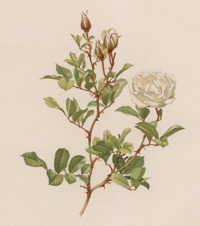 English Rose by English School